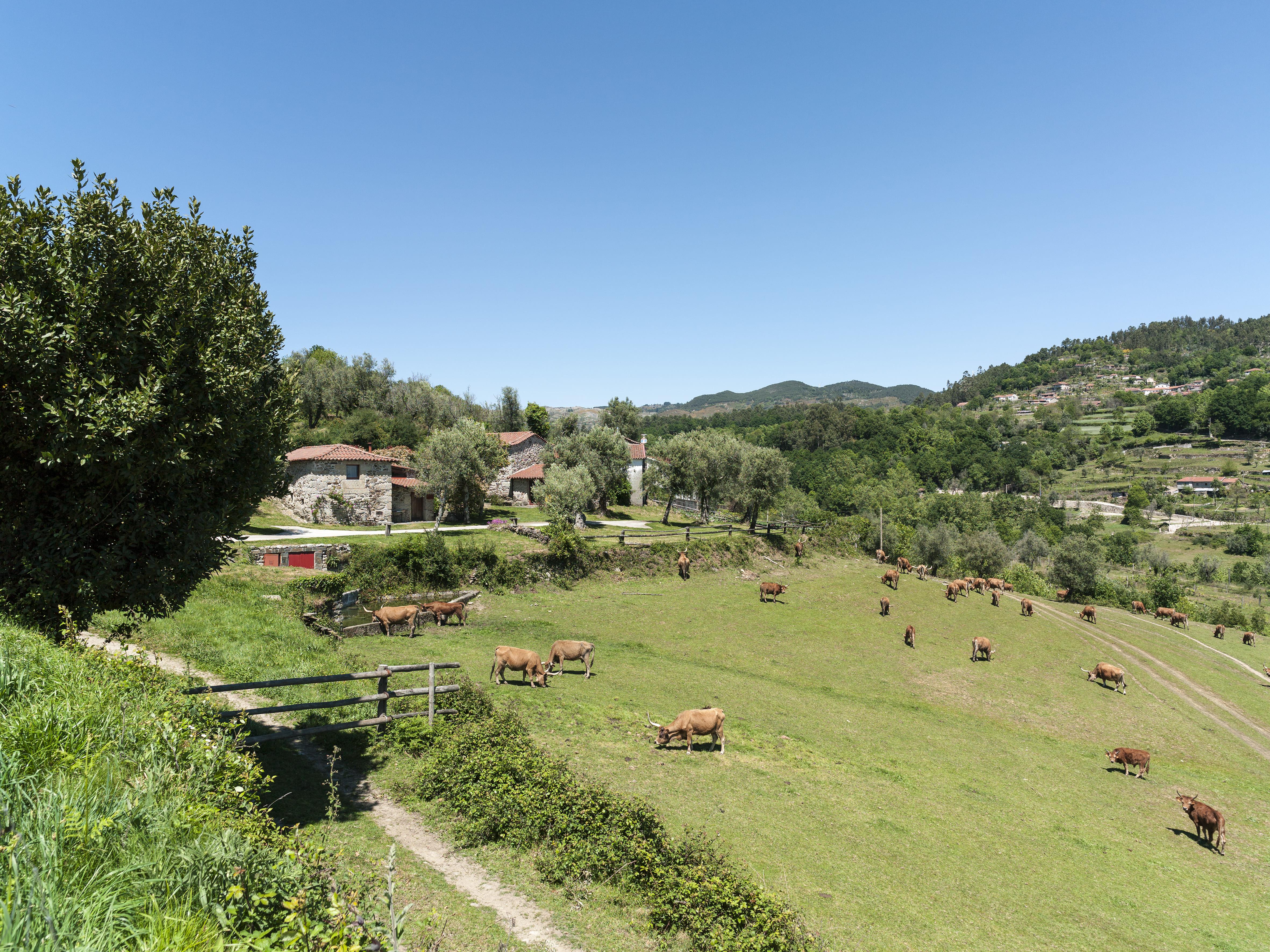 Quinta Do Rapozinho Villa Cabeceiras de Basto Eksteriør billede